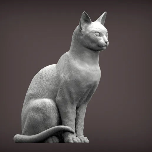 Abyssinian Cat