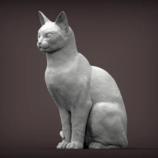 Abyssinian Cat