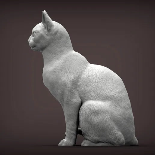 Abyssinian Cat
