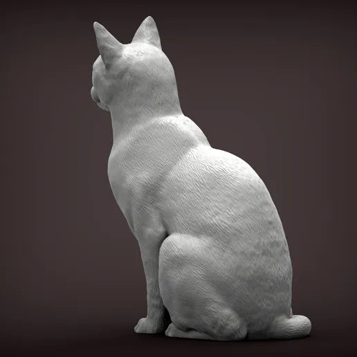 Abyssinian Cat