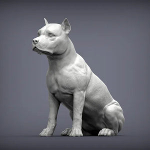 American Staffordshire Terrier
