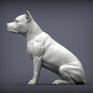 American Staffordshire Terrier
