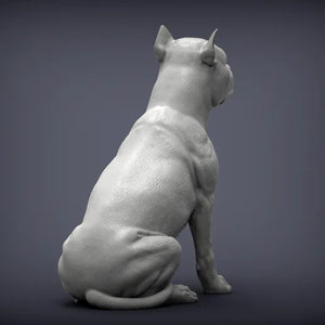American Staffordshire Terrier