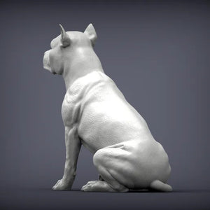 American Staffordshire Terrier