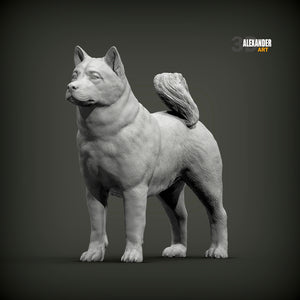 Akita