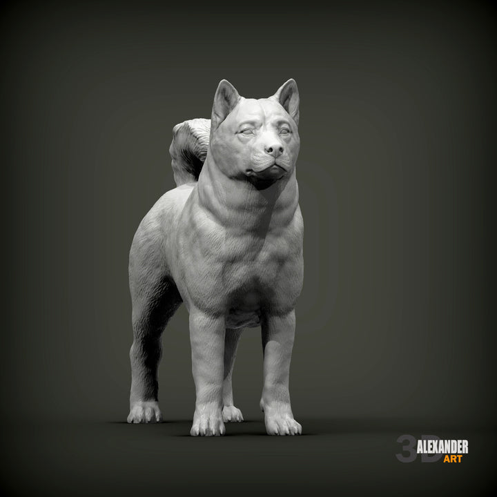 Akita