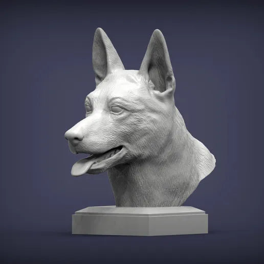 Belgian Malinois