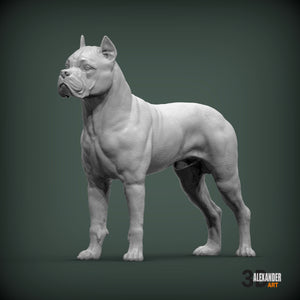 Cane Corso