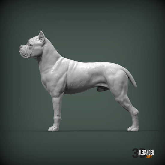 Cane Corso