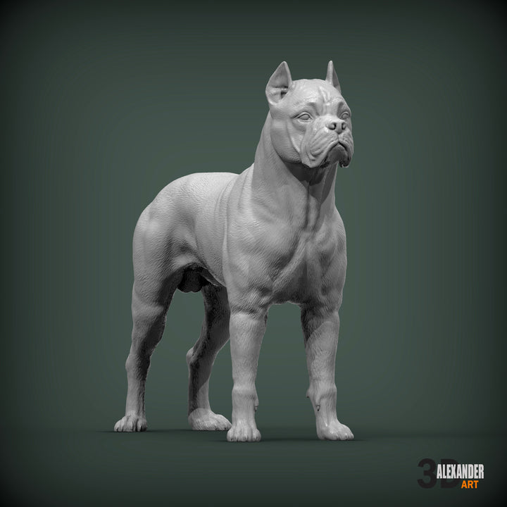 Cane Corso