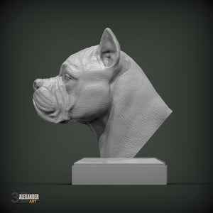 Cane Corso Bust