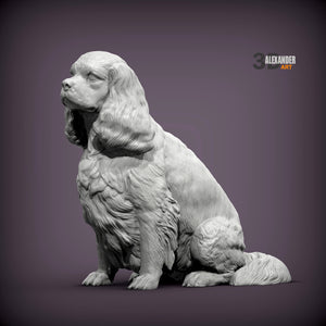 Cavalier King Charles Spaniel
