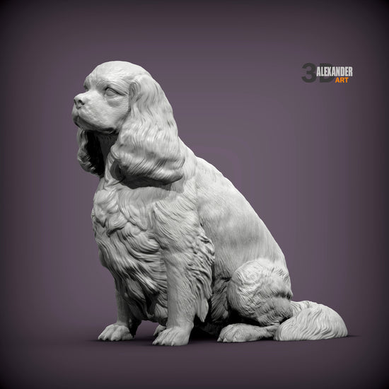Cavalier King Charles Spaniel