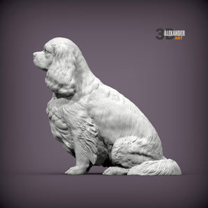 Cavalier King Charles Spaniel