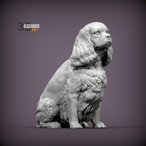 Cavalier King Charles Spaniel