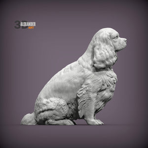 Cavalier King Charles Spaniel