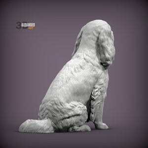 Cavalier King Charles Spaniel