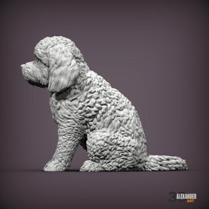 Cockerpoo Sitting