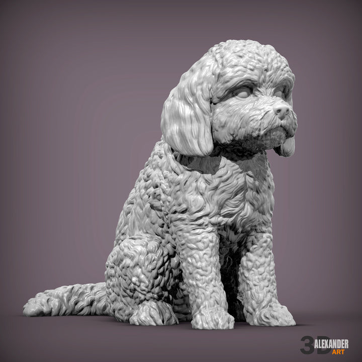 Cockerpoo Sitting