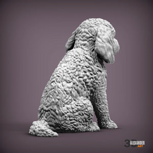 Cockerpoo Sitting