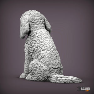 Cockerpoo Sitting