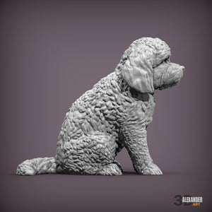 Cockerpoo Sitting