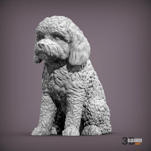 Cockerpoo Sitting