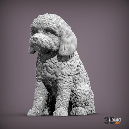 Cockerpoo Sitting