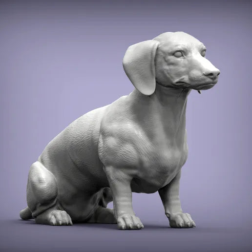 Dachshund