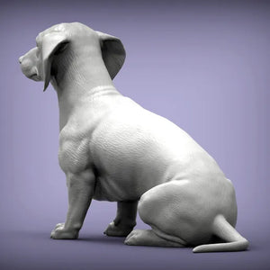 Dachshund