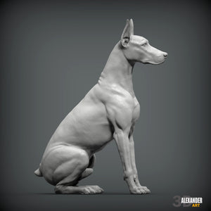Doberman Pincher