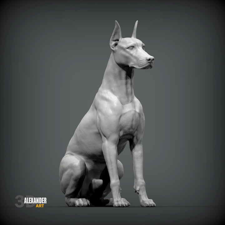 Doberman Pincher
