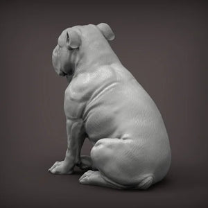 English Bulldog