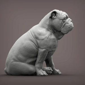 English Bulldog