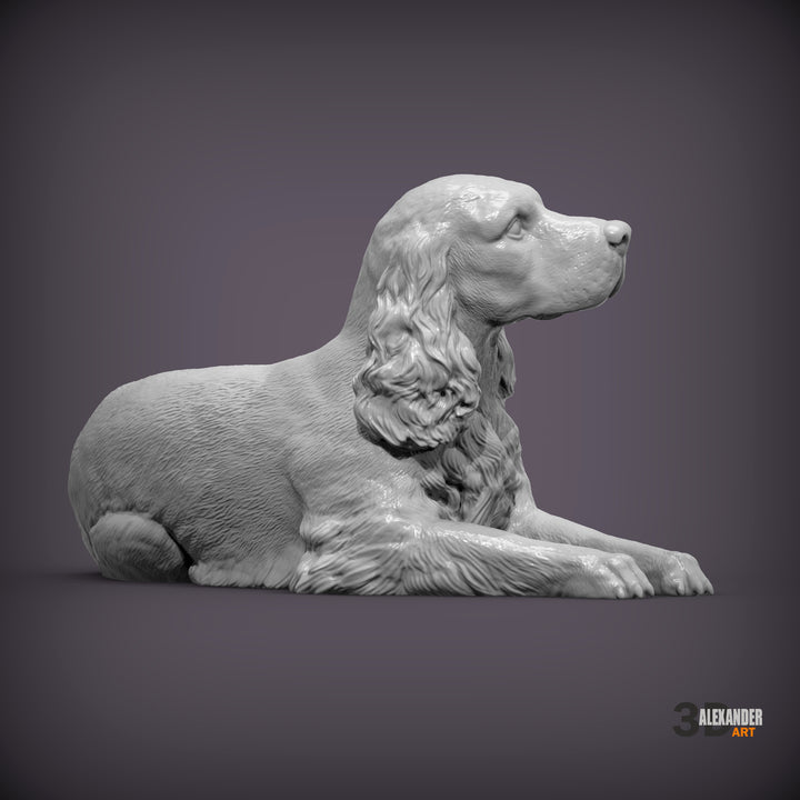 Cocker Spaniel