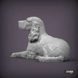 Cocker Spaniel