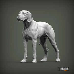 English Pointer