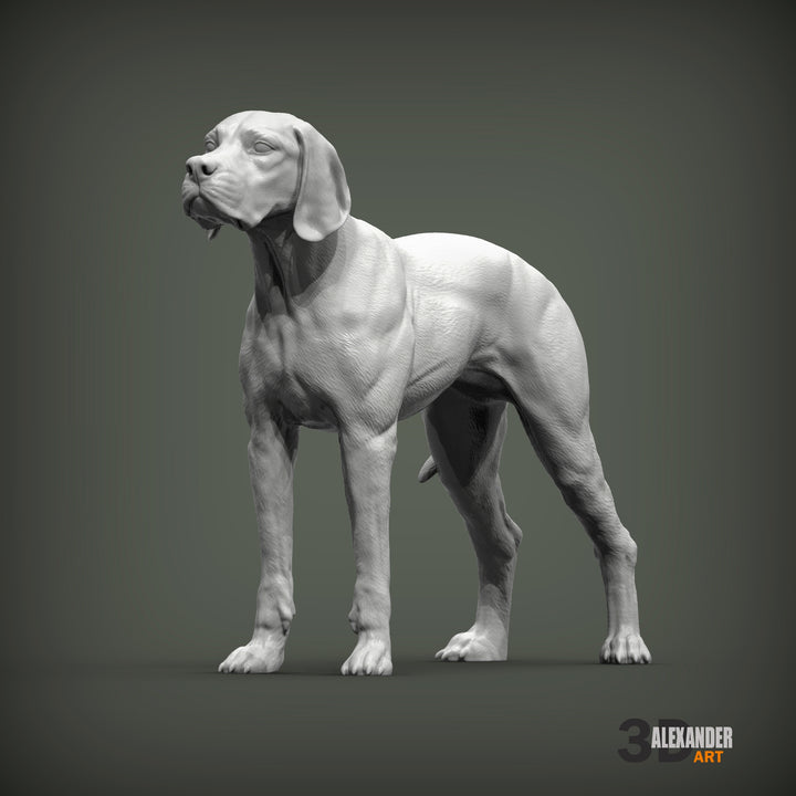 English Pointer