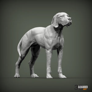 English Pointer