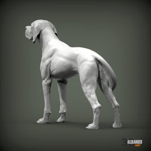 English Pointer