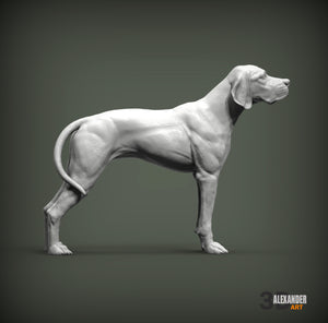 English Pointer
