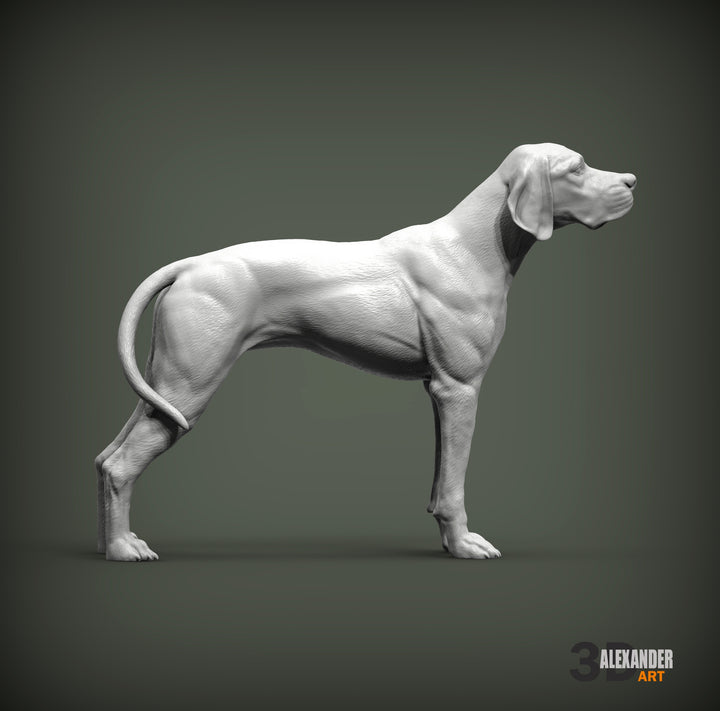 English Pointer