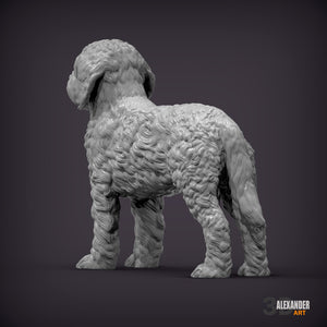 Goldendoodle Standing