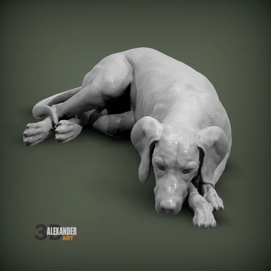 Vizsla