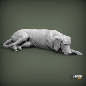 Vizsla