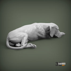 Vizsla