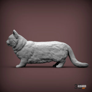 Munchkin Cat