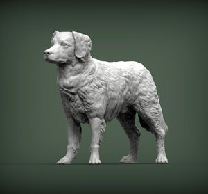 Nova Scotia Duck Tolling Retriever (Standing)