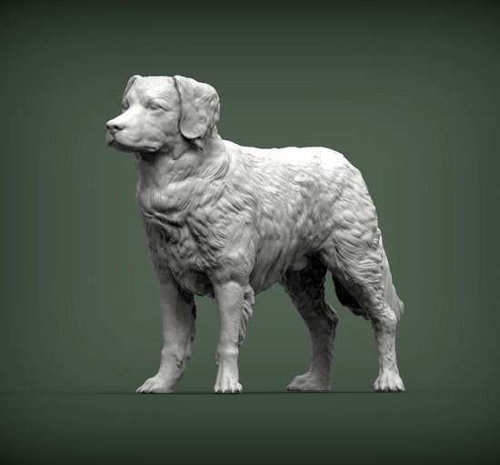 Nova Scotia Duck Tolling Retriever (Standing)