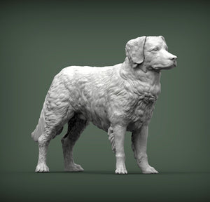 Nova Scotia Duck Tolling Retriever (Standing)